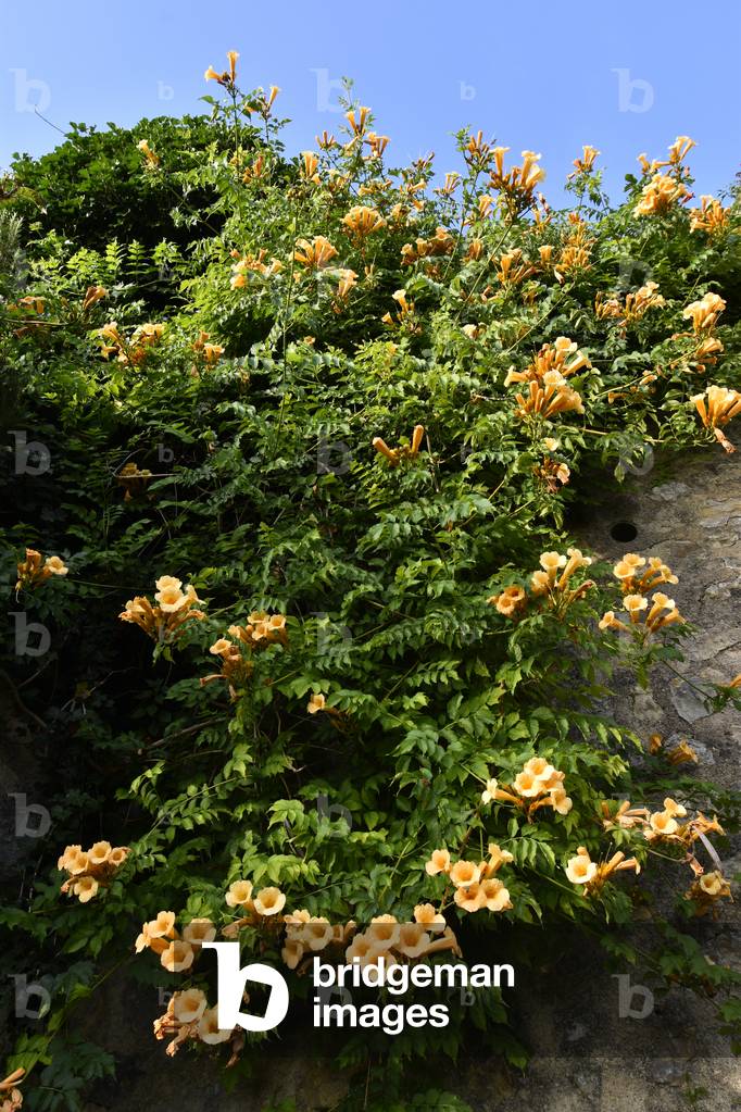Campsis radicans' Flava ', Virginia Bignon (photo)