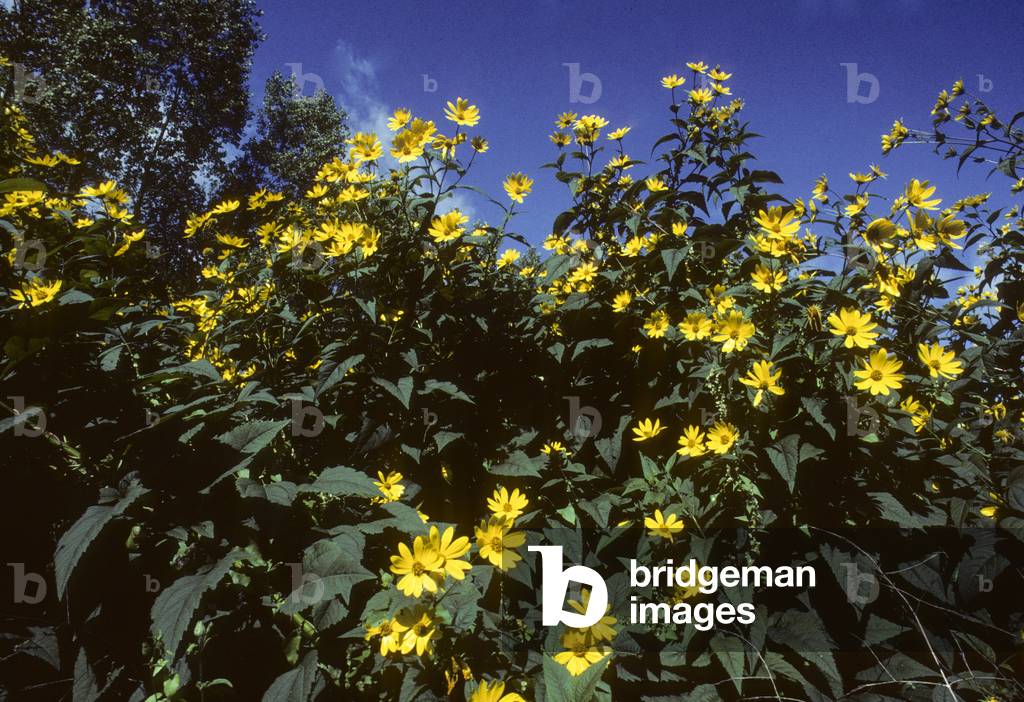 Helianthus tuberosus/Jerusalem-Artischocke