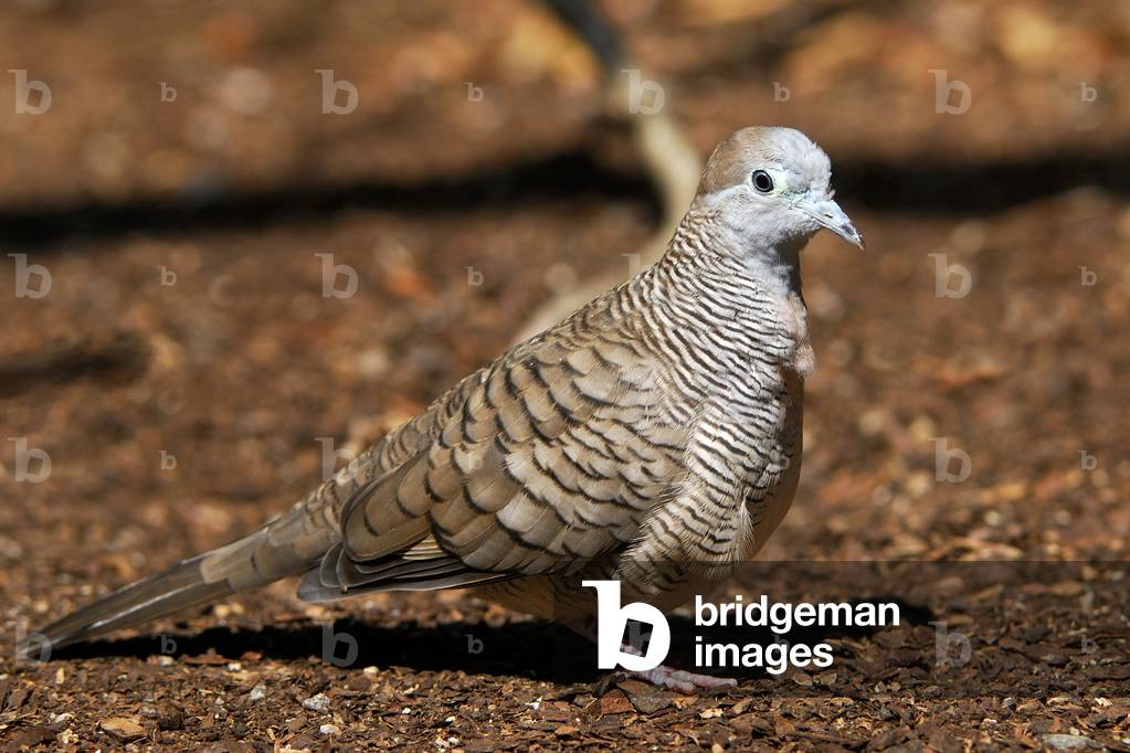 Geopelia striata/Geopelie zebree/Striped Dove/Zebra Dove