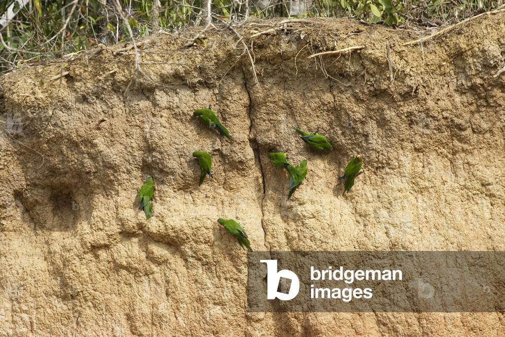 Aratinga aurea/Conure crowned/Peach Fronted Parakeet