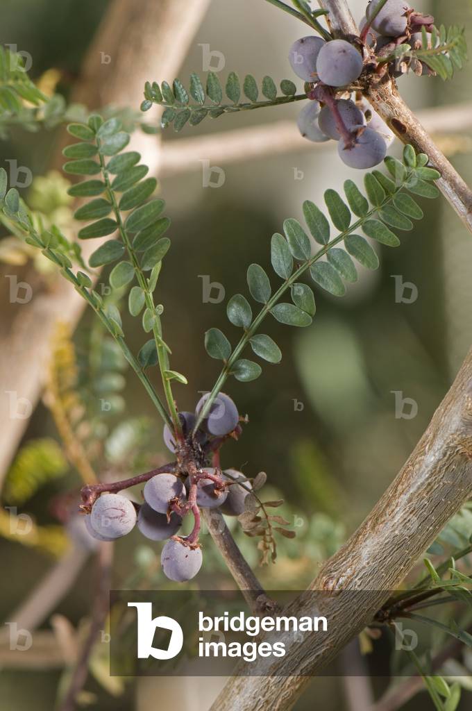 Bursera microphylla/Elephant Tree/Elephant Tree
