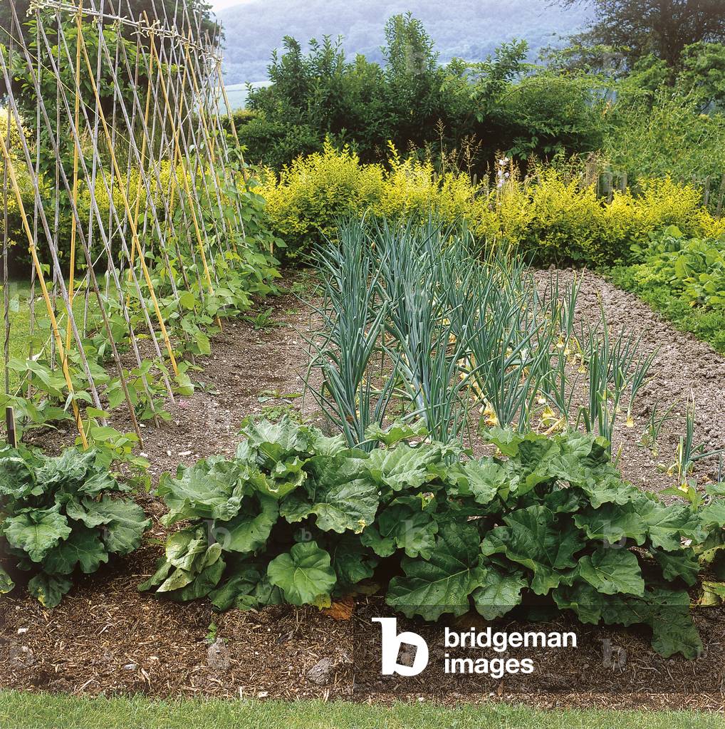 Vegetable Garden/Rhubarb/Leek/Bean