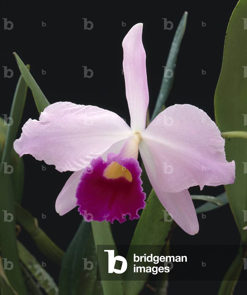 Image de Photographie représentant x Laeliocattleya