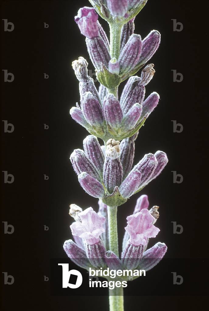 Lavandula vera/Lavender real