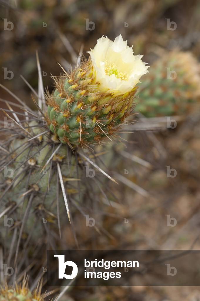 Miqueliopuntia miquelii