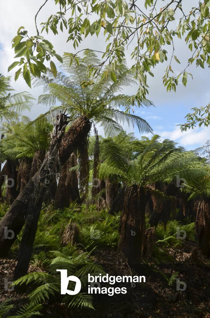 Dicksonia antarctica/Tree fern/Australian garden/gardens of the world/Pairi Daiza, Cambron Estate/Brugelette/Belgium