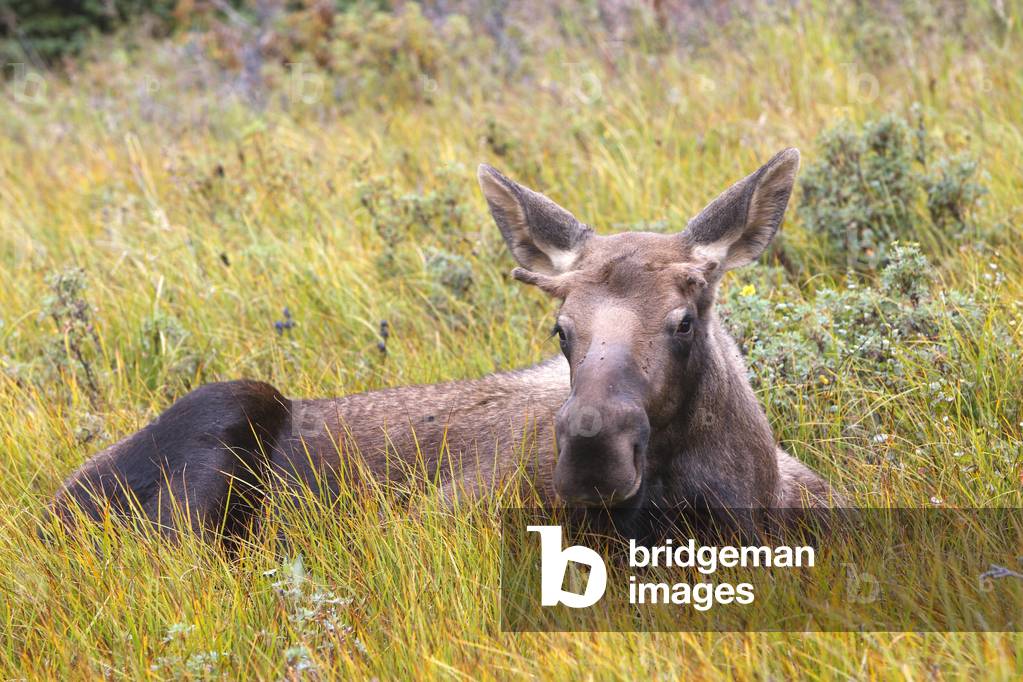 Alces alces americanus/American elan/Moose/Eastern Moose