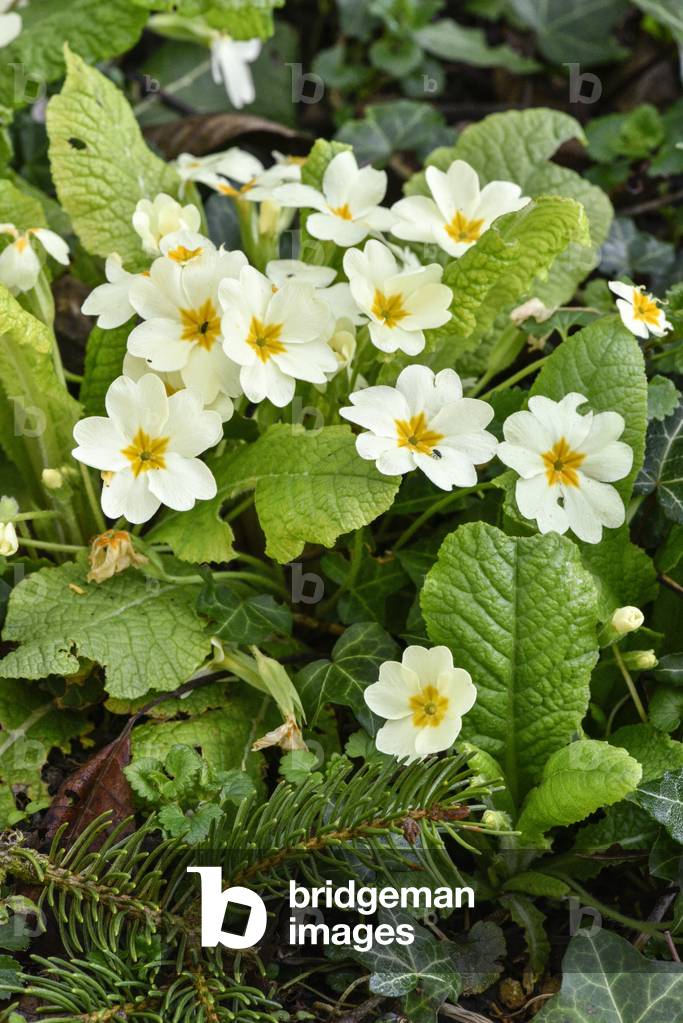 Primula acaulis/Primevere acaule/Primevere without stem/Common Primevere/Common Primevere/Common Primrose
