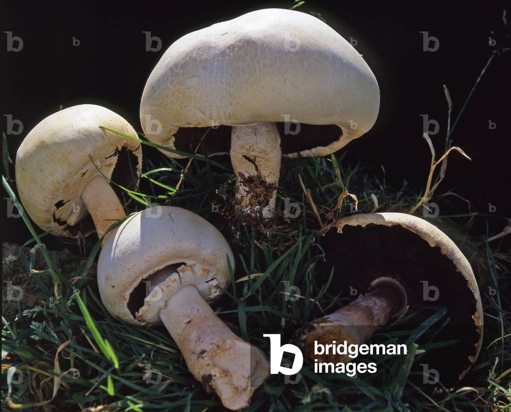 Agaricus arvensis/Fallow Agaric