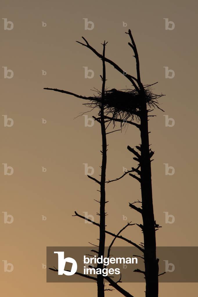 Herodias/Great Blue Heron
