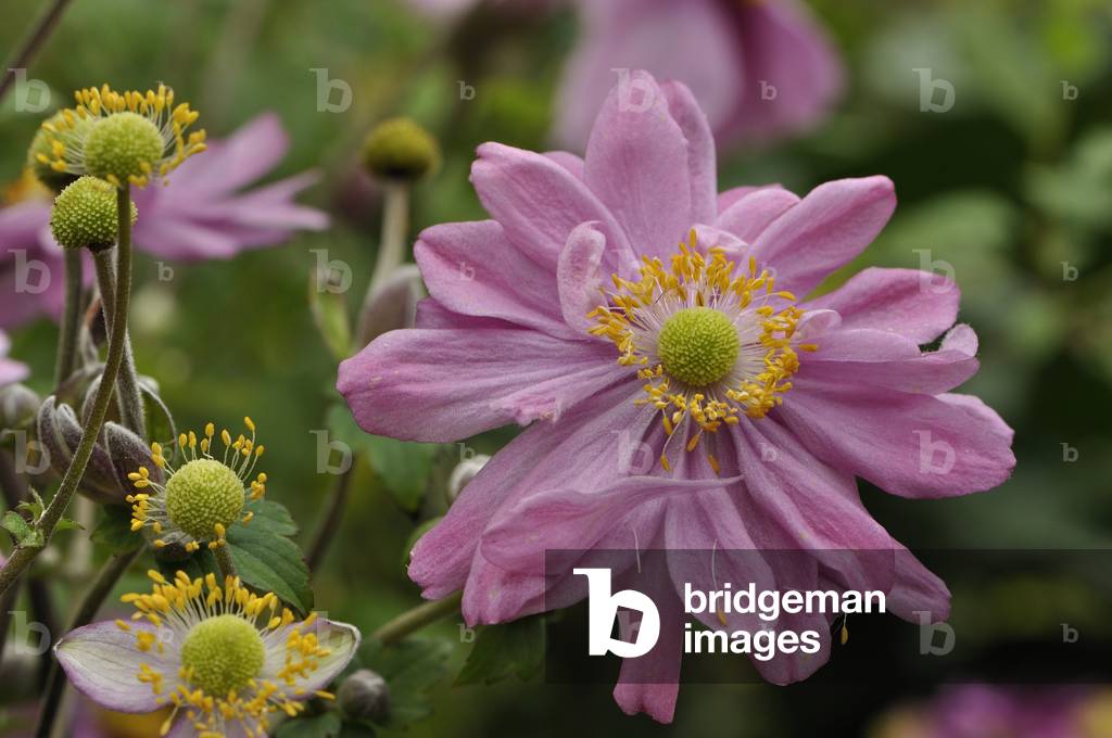 Anemone x hybrida/Anemone of Japan 'Pamina'