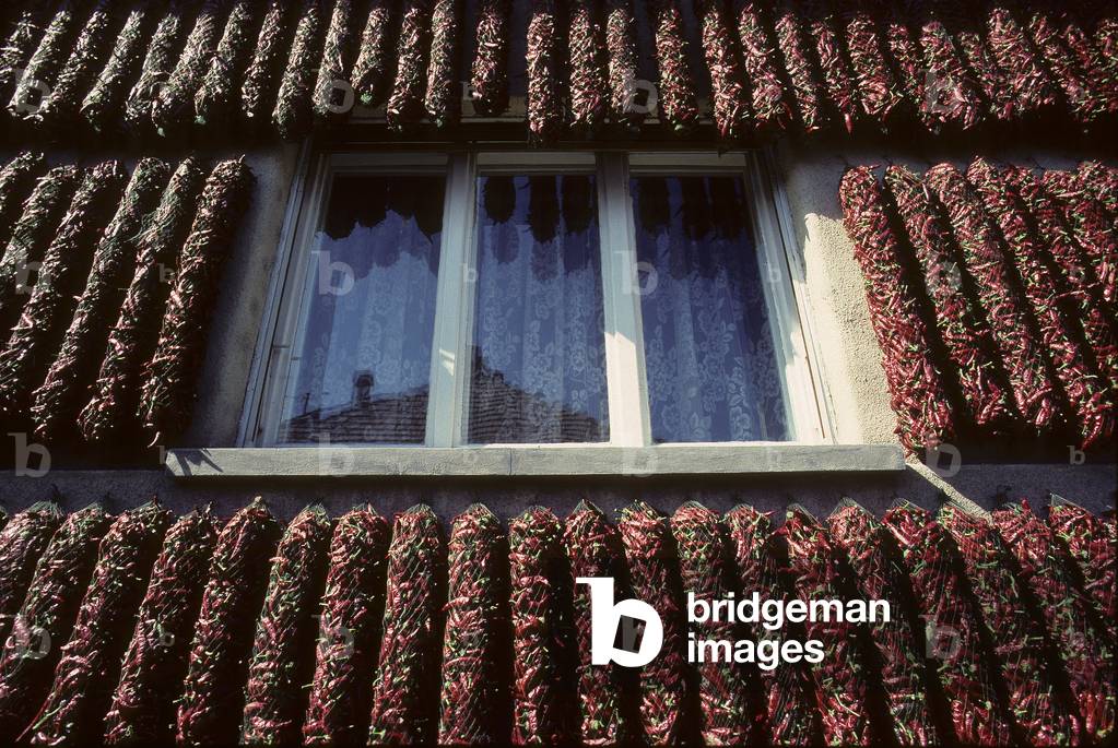 Paprika cultivation/Capsicum annuum/Net drying/Kalocsa/Hungary