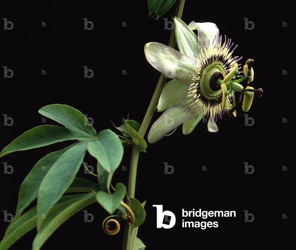 Passiflora caerulea/Blue Passiflora