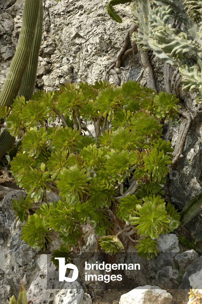 Aeonium arboreum