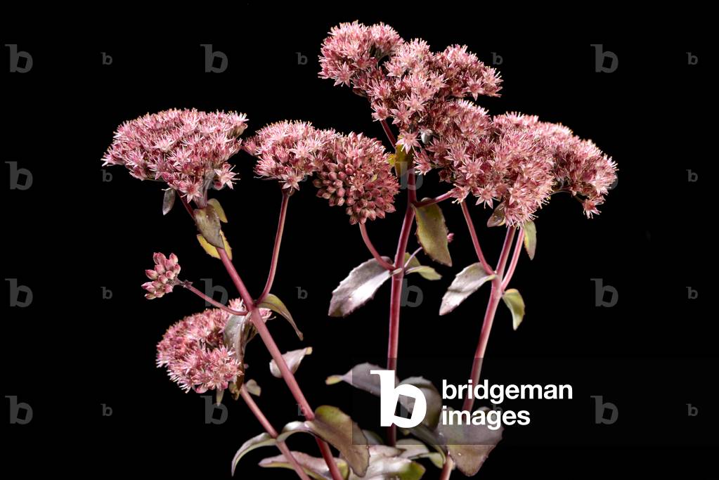 sedum 'Matrona'/Orpin/sedum