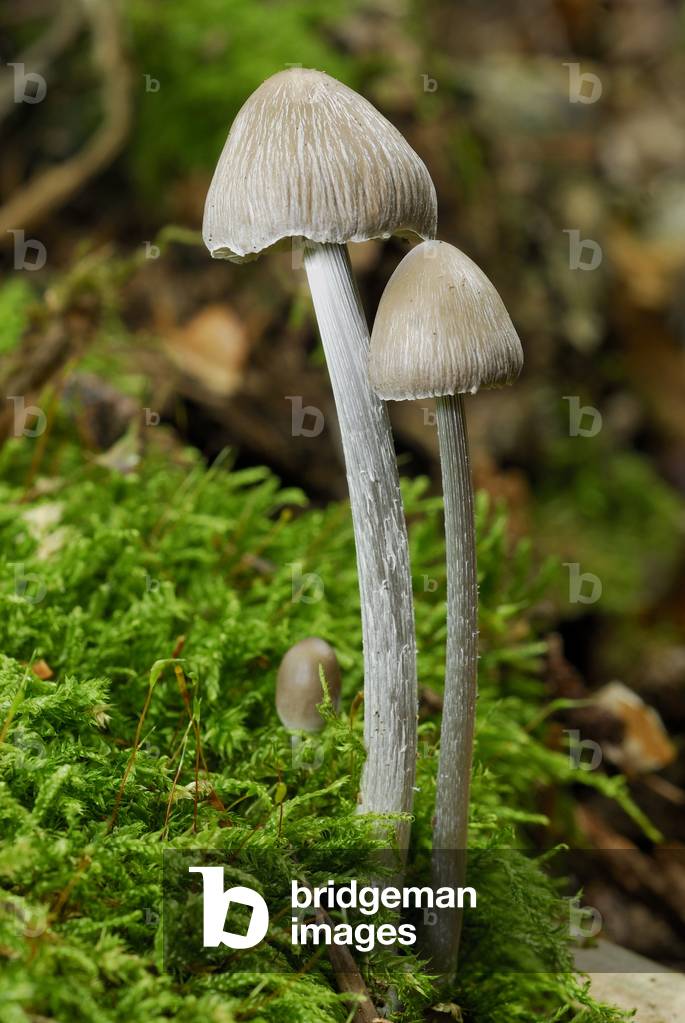 Mycena polygramma/Mycene strie foot