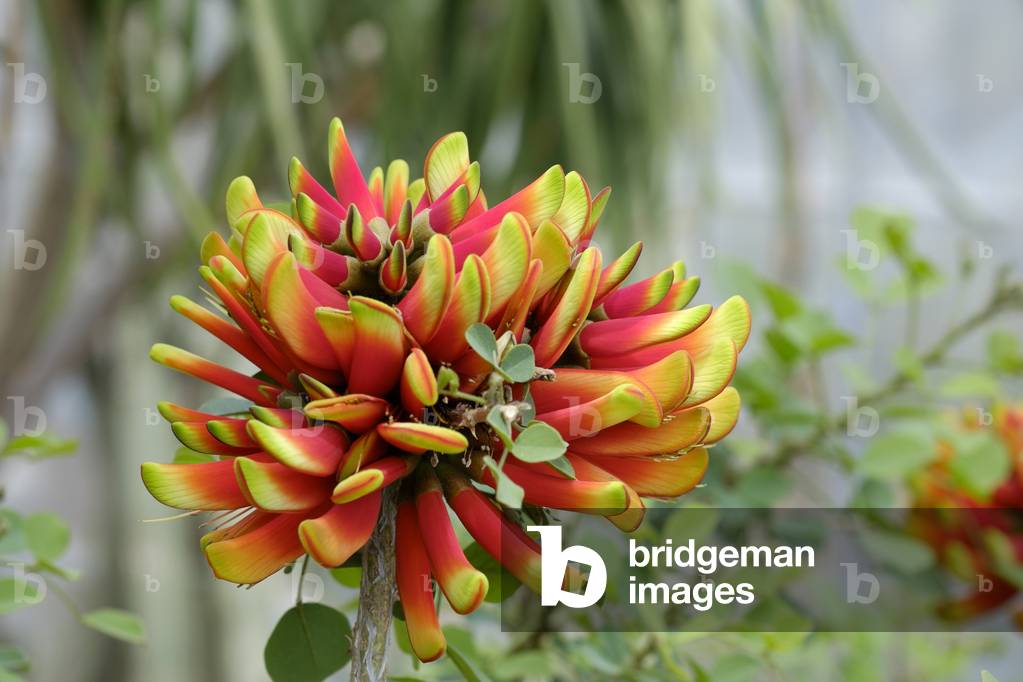 Erythrina acanthocarpa