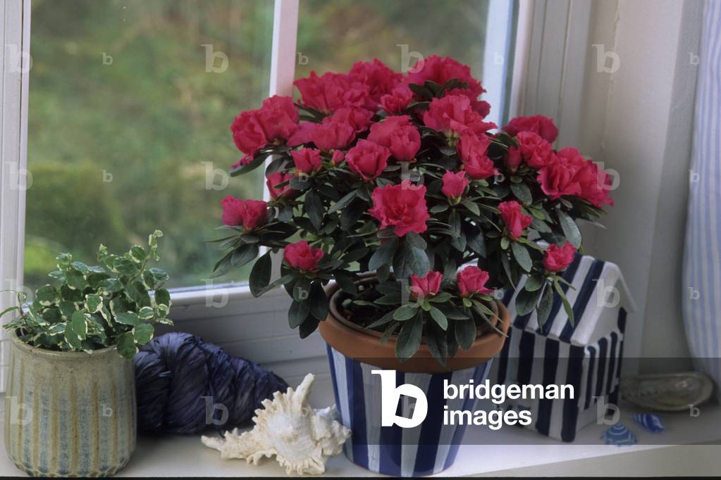 Indoor plant/Azalee/Ficus pumila 'Sunny'