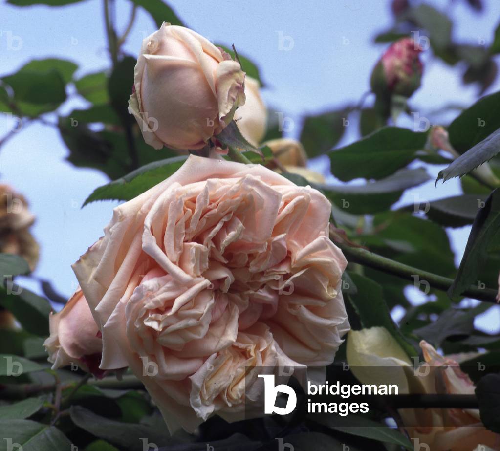 Rosa x/Rose 'Glory of Dijon'