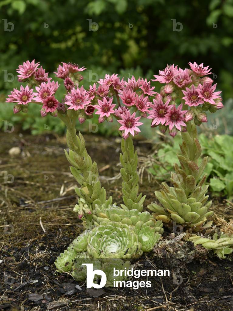 Sempervivum arachnoideum Cobweb house-leek Spiderweb Joubarb