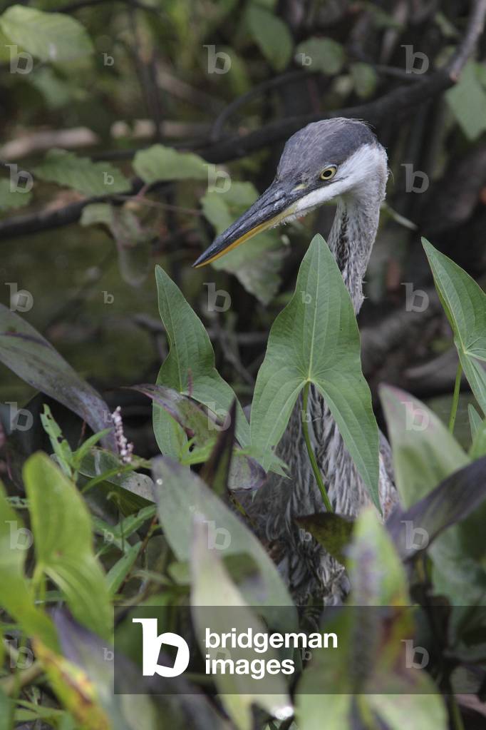 Herodias/Great Blue Heron