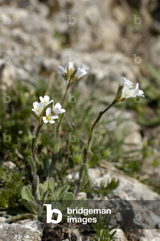 Arabis saxatilis/Rock Arabette