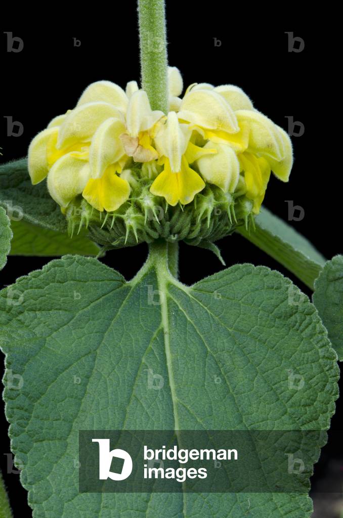 Phlomis russeliana/Phlomis de Russel