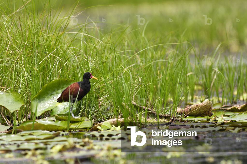 Jacana jacana/Jacana black/Wattled Jacana