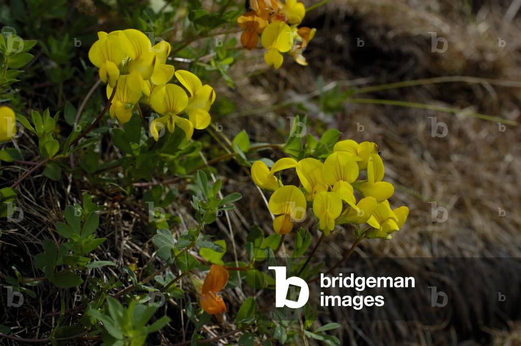 "Lotus corniculatus/Vogelfuß Deervetch"