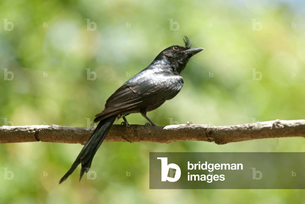 Dicrurus forficatus/Malagasy Drongo/Crested Drongo
