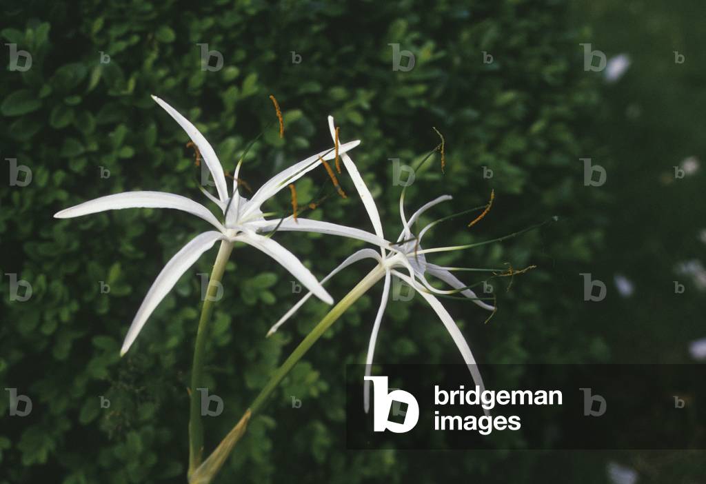 Hymenocallis Harrisiana/Ismene 