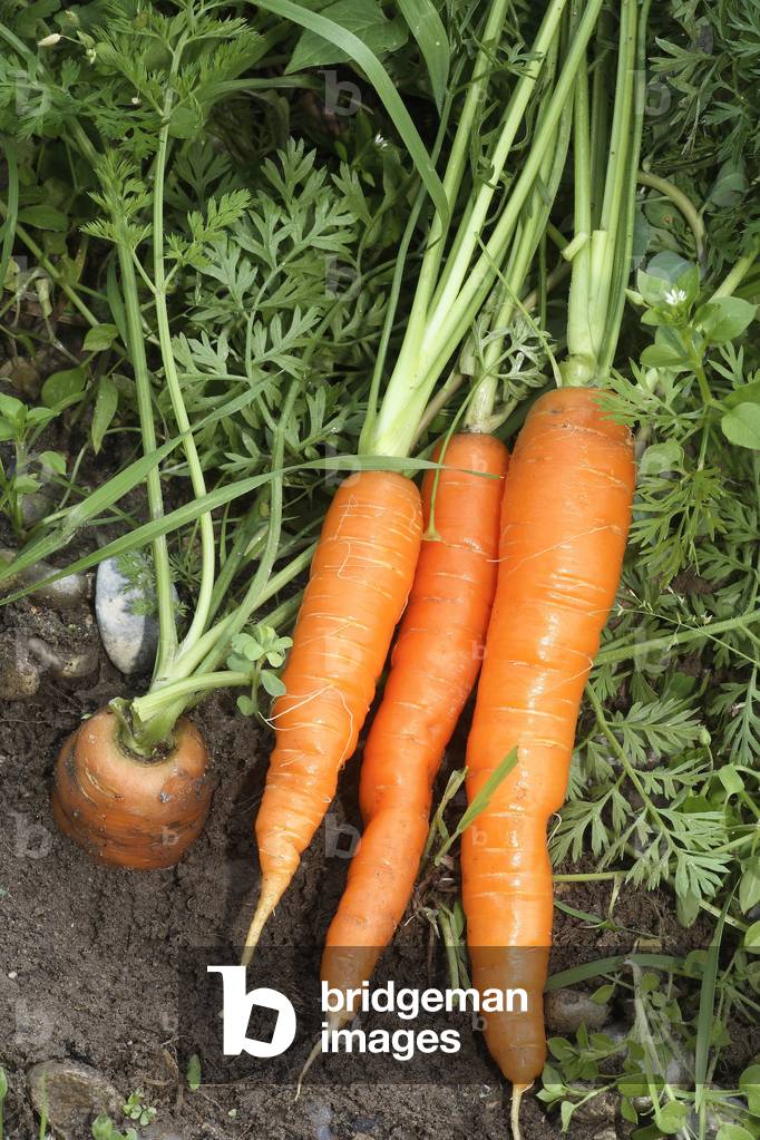 Daucus carota/Carrot 'Nantaise'/Carot