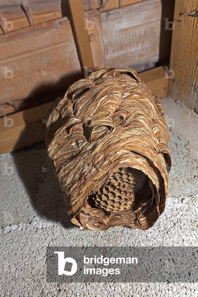 Vespa crabro/European Hornet Nest/European Hornet