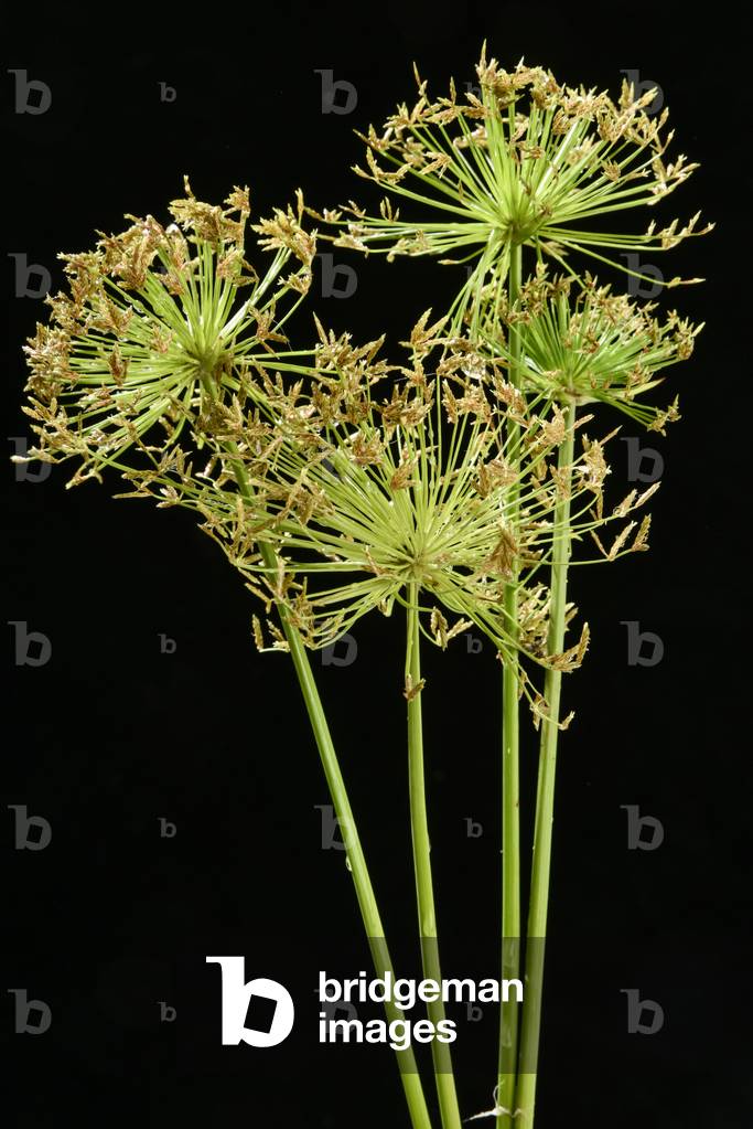 Cyperus papyrus/Papyrus/Paper Strain