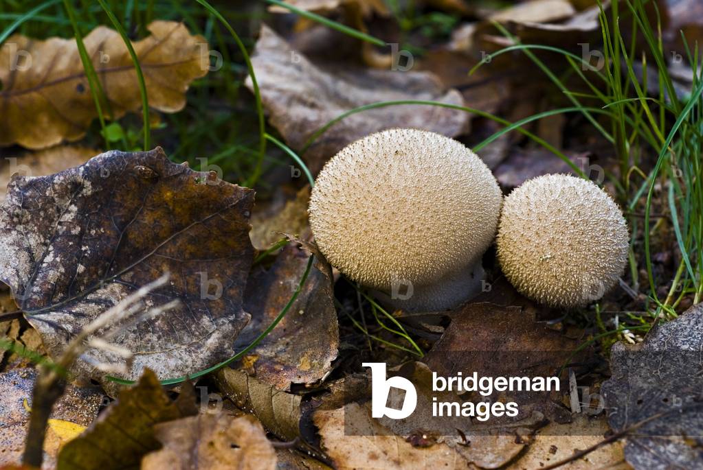 Lycoperdon perlatum/Vesse de wolf perlee