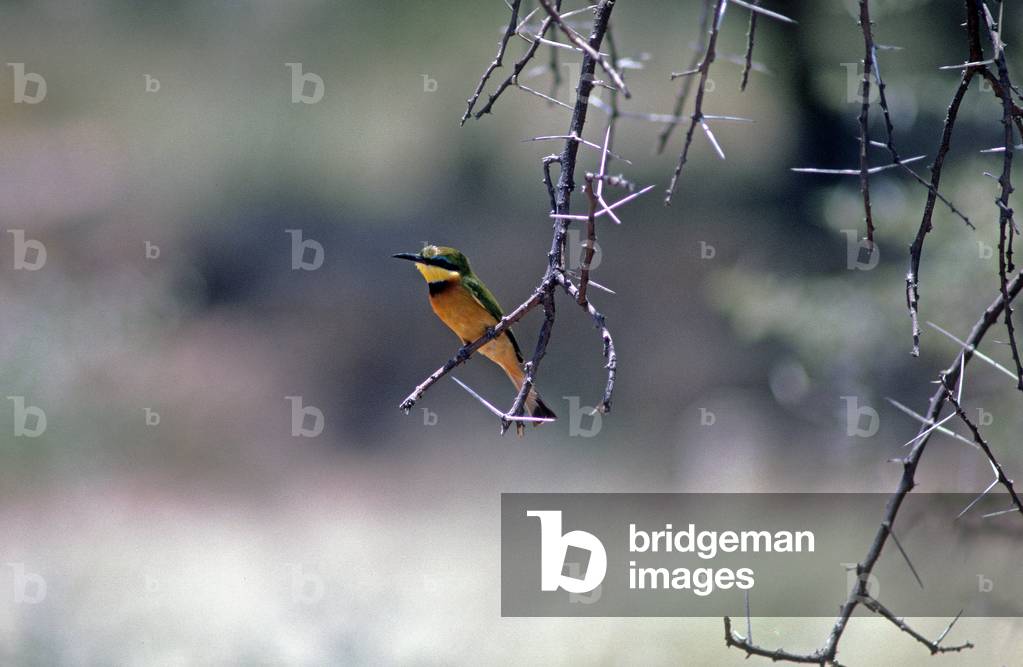 Merops pusilus/Little Bee Eater