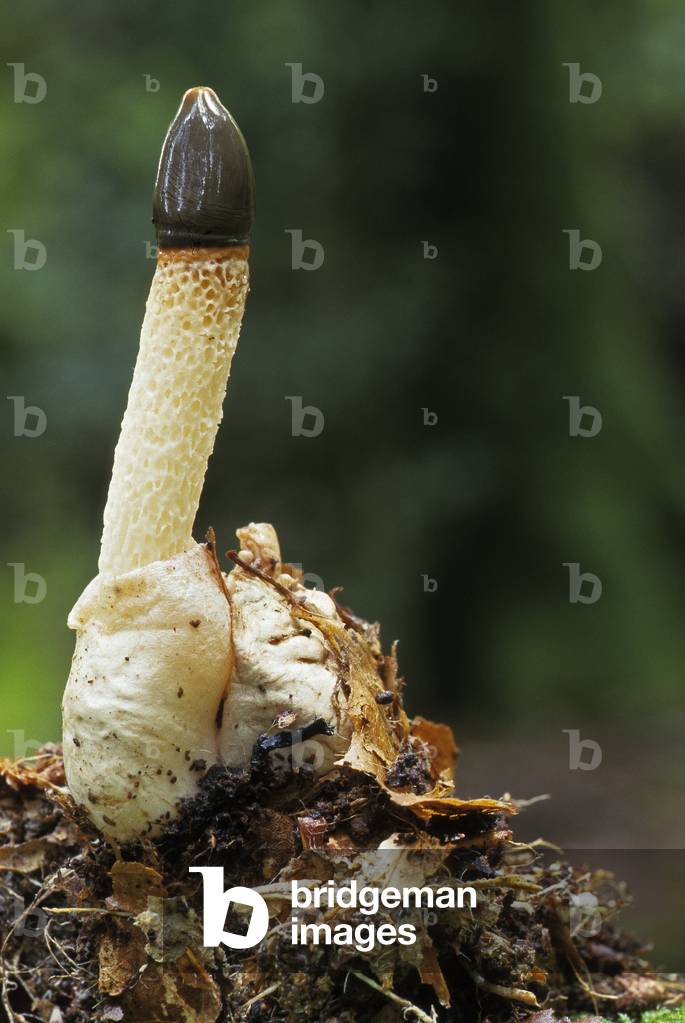 Mutinus caninus/Dog Phalle/Dog Satyre