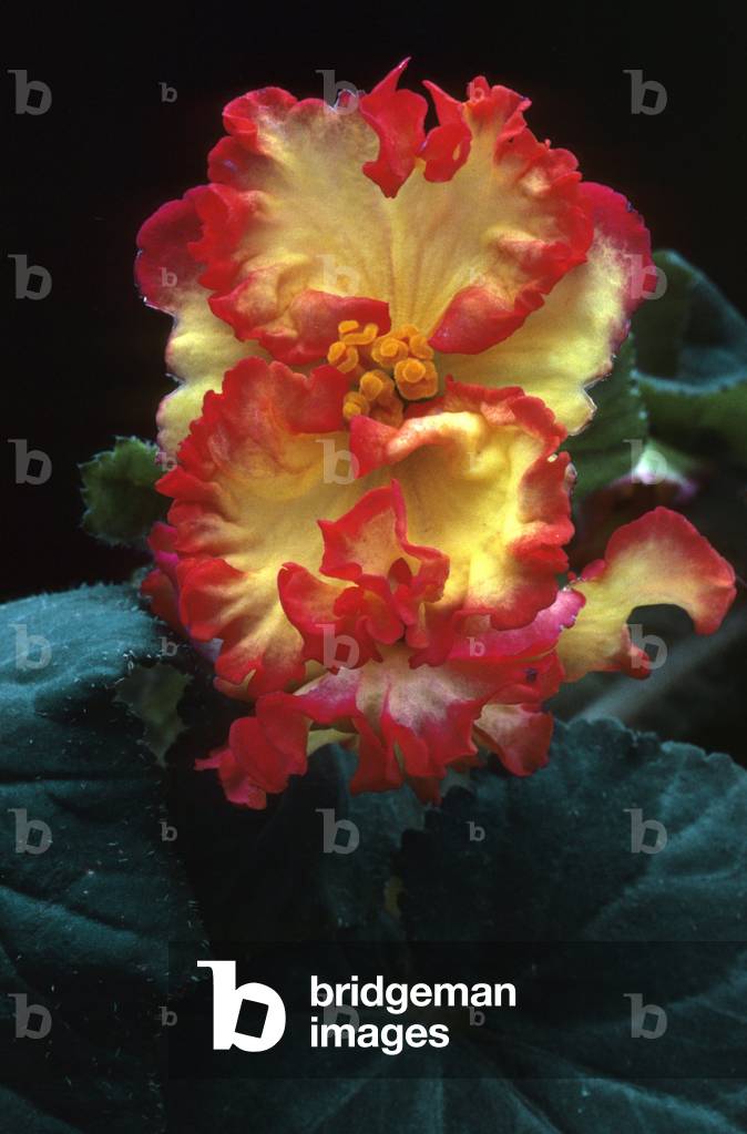 Begonia x tuberhybrida 'Crispa Marginata'/Begonia tuberous