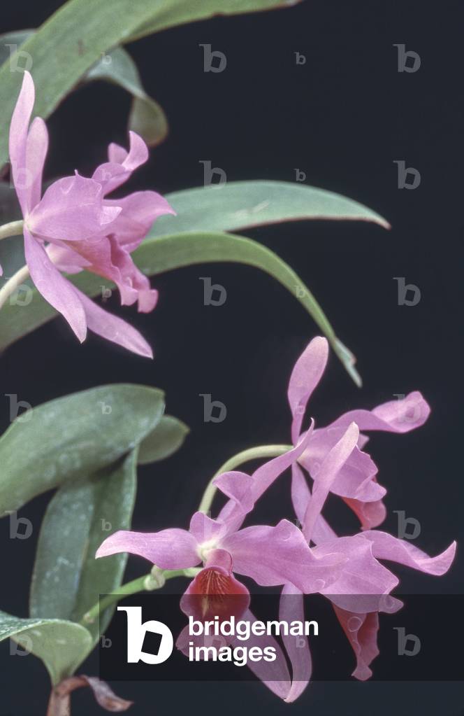 Cattleya guatemalensis/Cattleya x guatemalensis