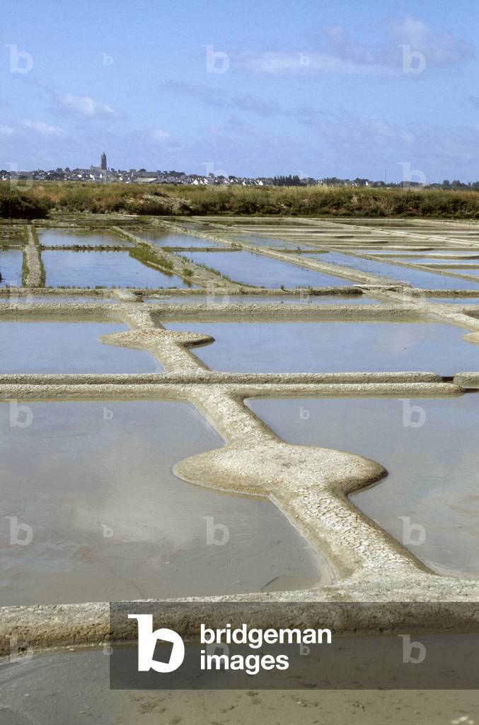 Salt marshes/Guerande/Atlantic Loire/Pays de Loire/France