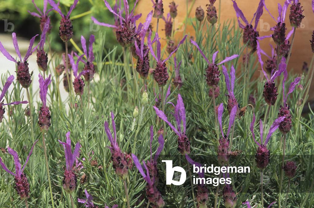 Lavandula stoechas/Lavender butterfly/Lavender of the islands of Hyeres