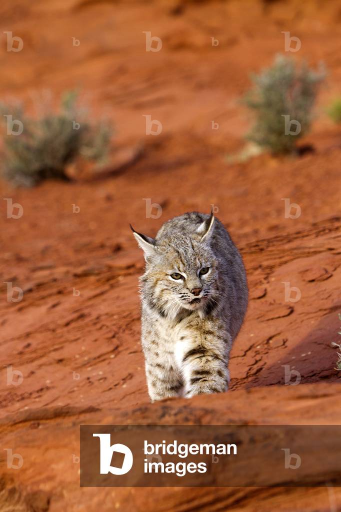 Lynx rufus/Redhead Lynx/Bobcat