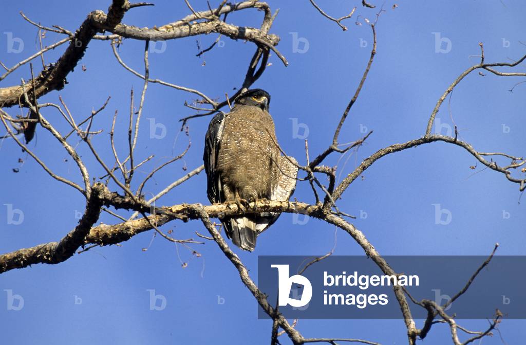 Spilornis cheela/Snake Bacha/Snake Eagle/Crested Snake Eagle