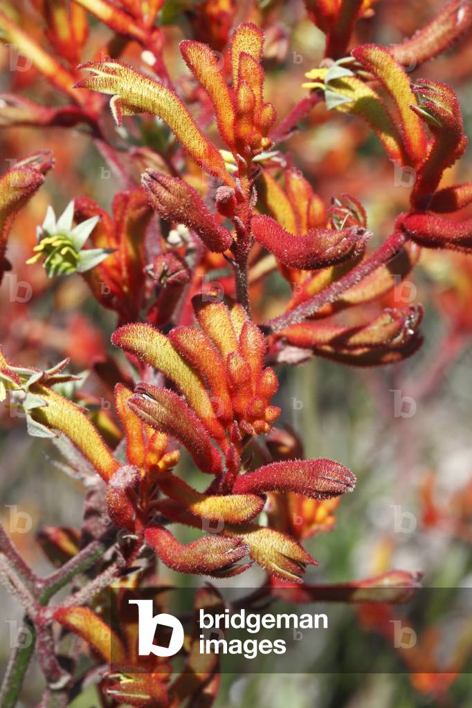 Anigozanthos flavidus/Kangaroo Plant/Kangaroo Paw
