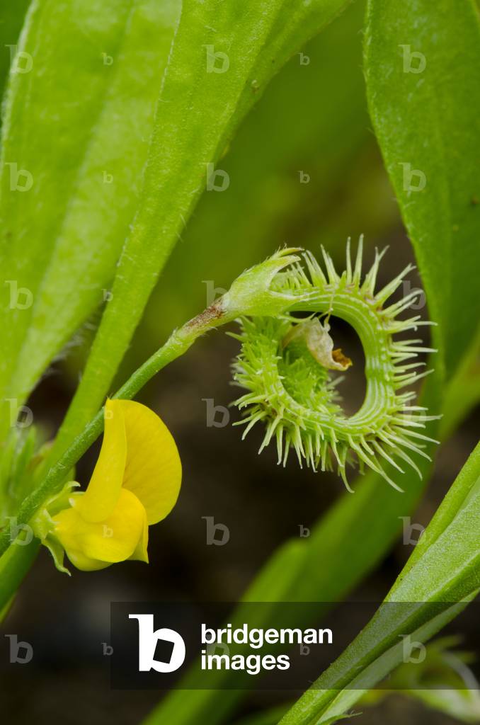 Scorpiurus muricatus/Caterpillar/Small Caterpillar