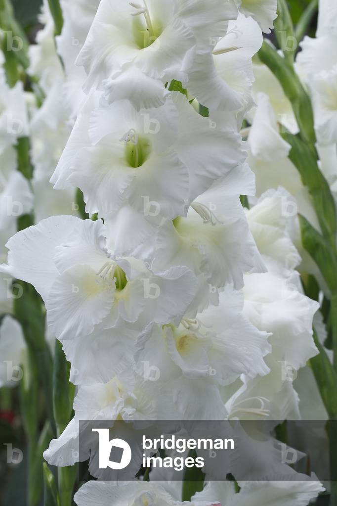 Gladiolus x/Glaieul 'White Friendship'