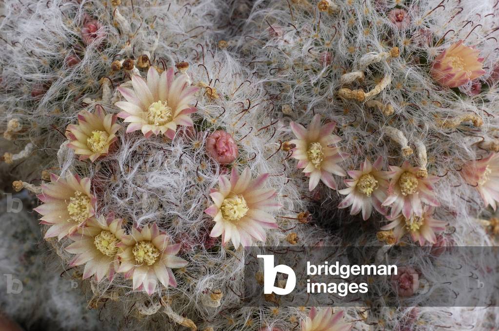 Mammillaria bocasana/Mammillaria