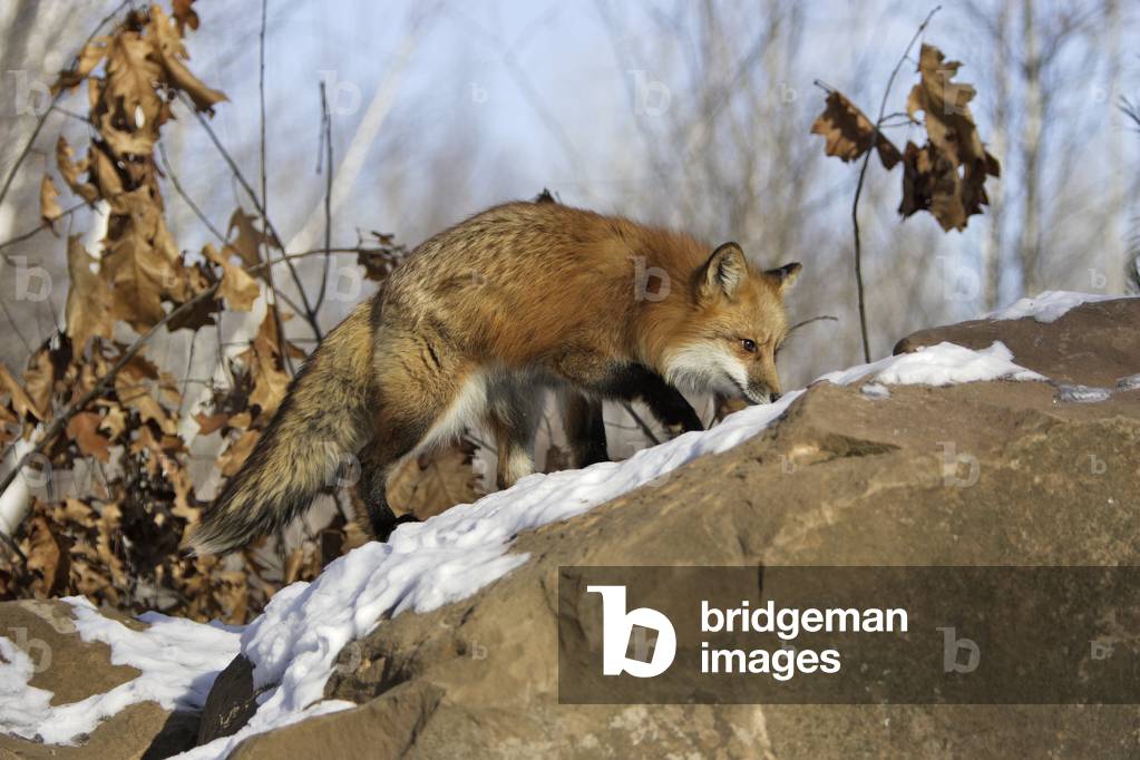 Vulpes vulpes/Red Fox/Red Fox