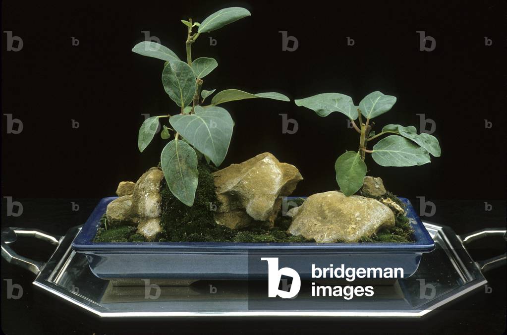 banana bonsai Alluring Banana Bonsai In Ceramic Pot