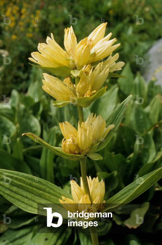 Gentiana burseri/Gentian de Burser